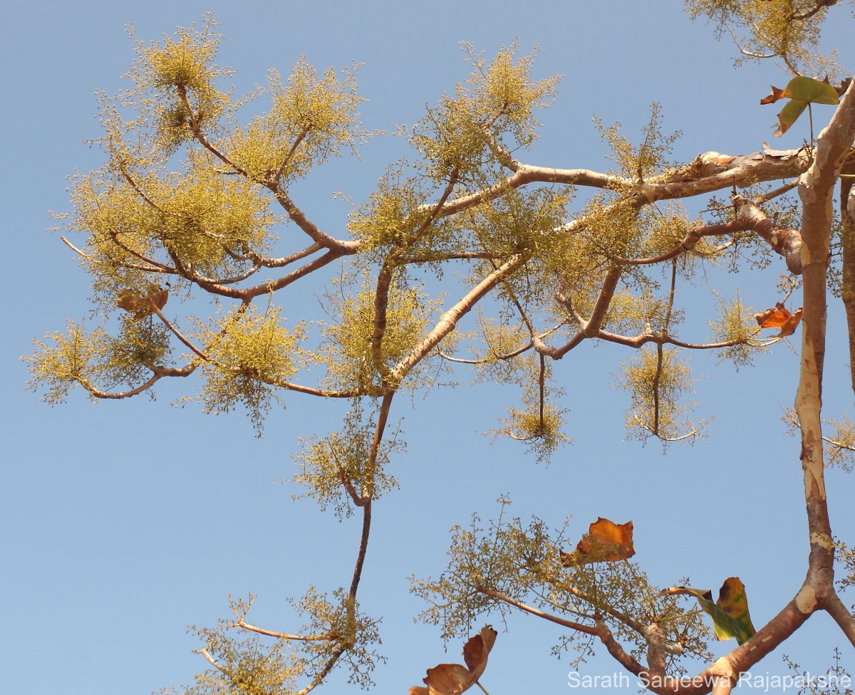 Sterculia urens Roxb.